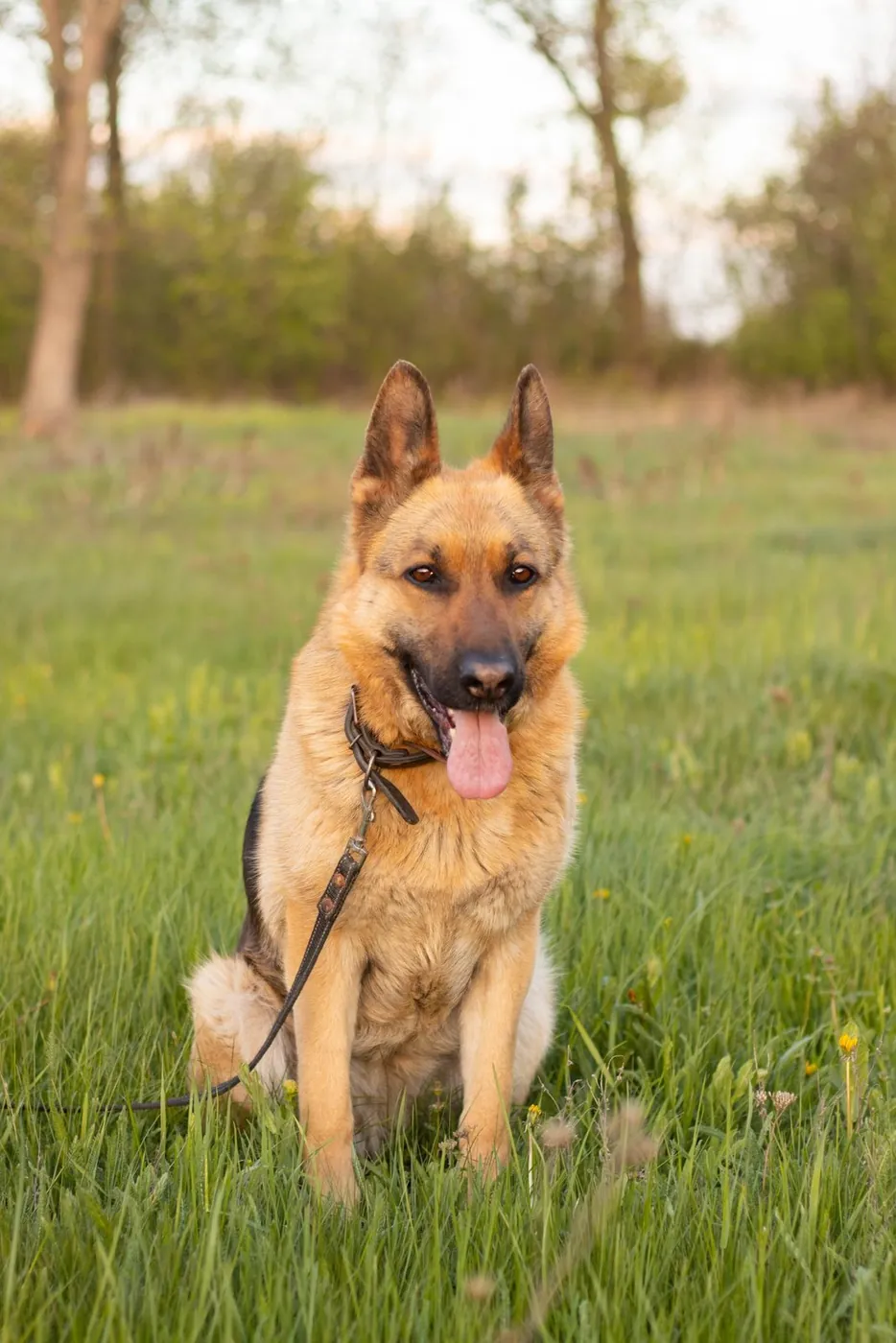 A German Shepherd on a leash sitting in a meadow in golden evening light.