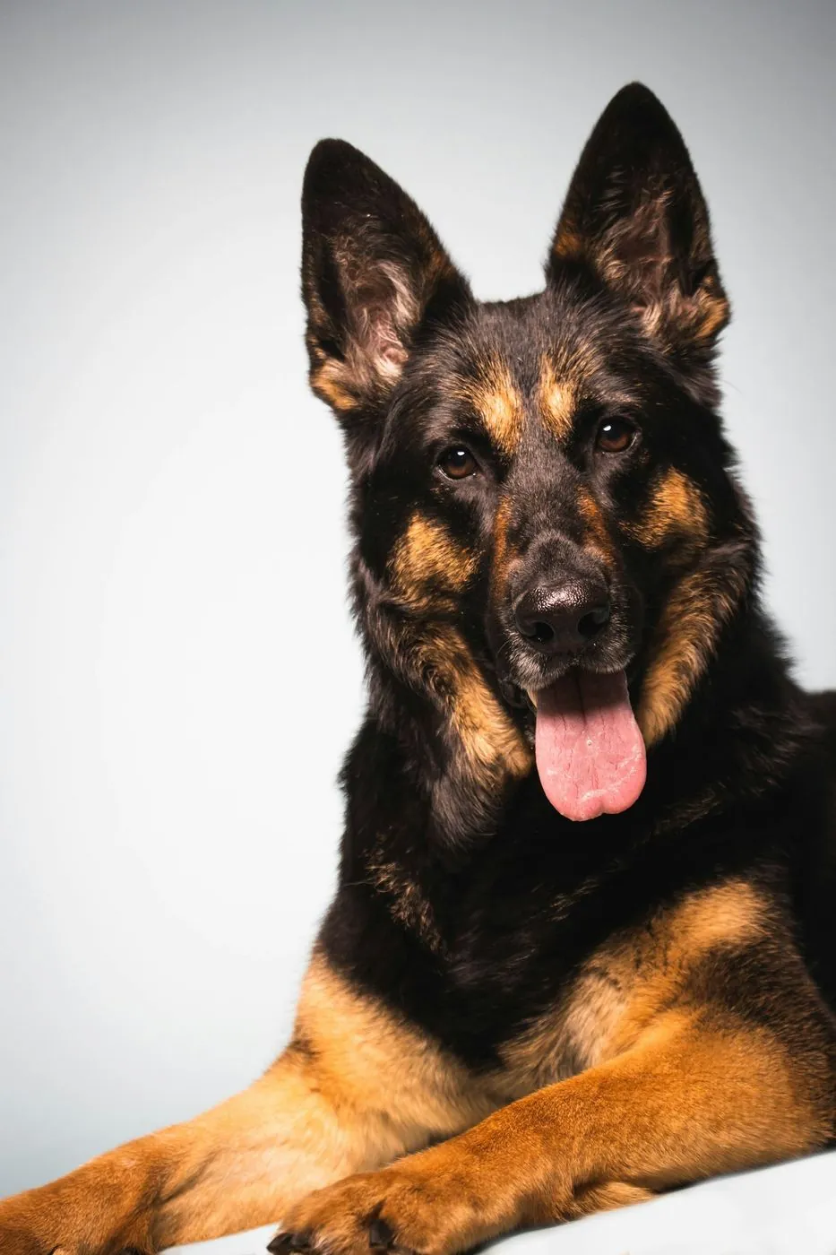 A black and tan German Shepherd lying down on a white studio backdrop.