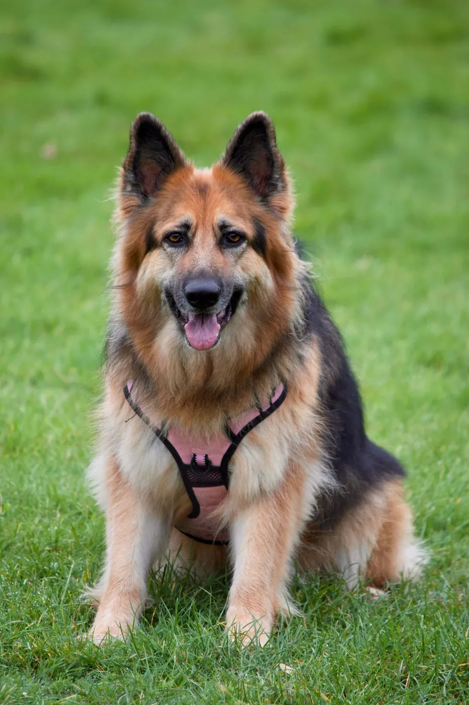 A German Shepherd wearing a pink harness and sitting on a green lawn.